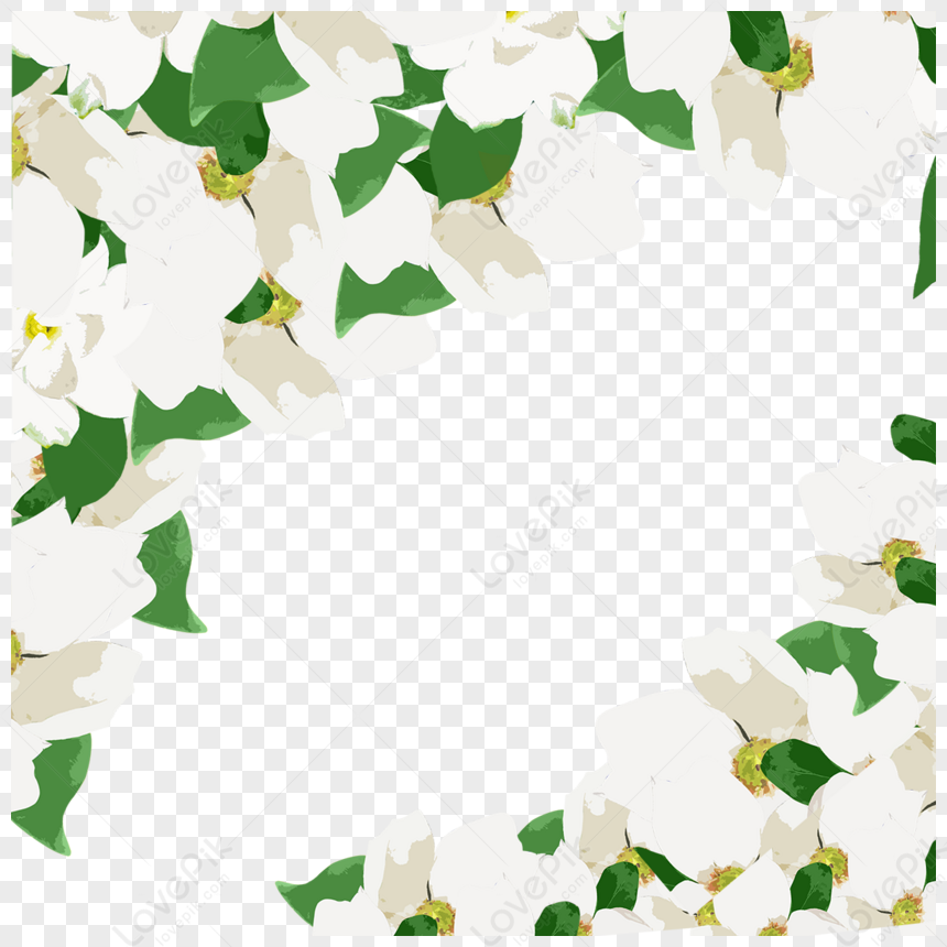 White Jasmine Illustration Border,white Borders,flower,green Free PNG ...