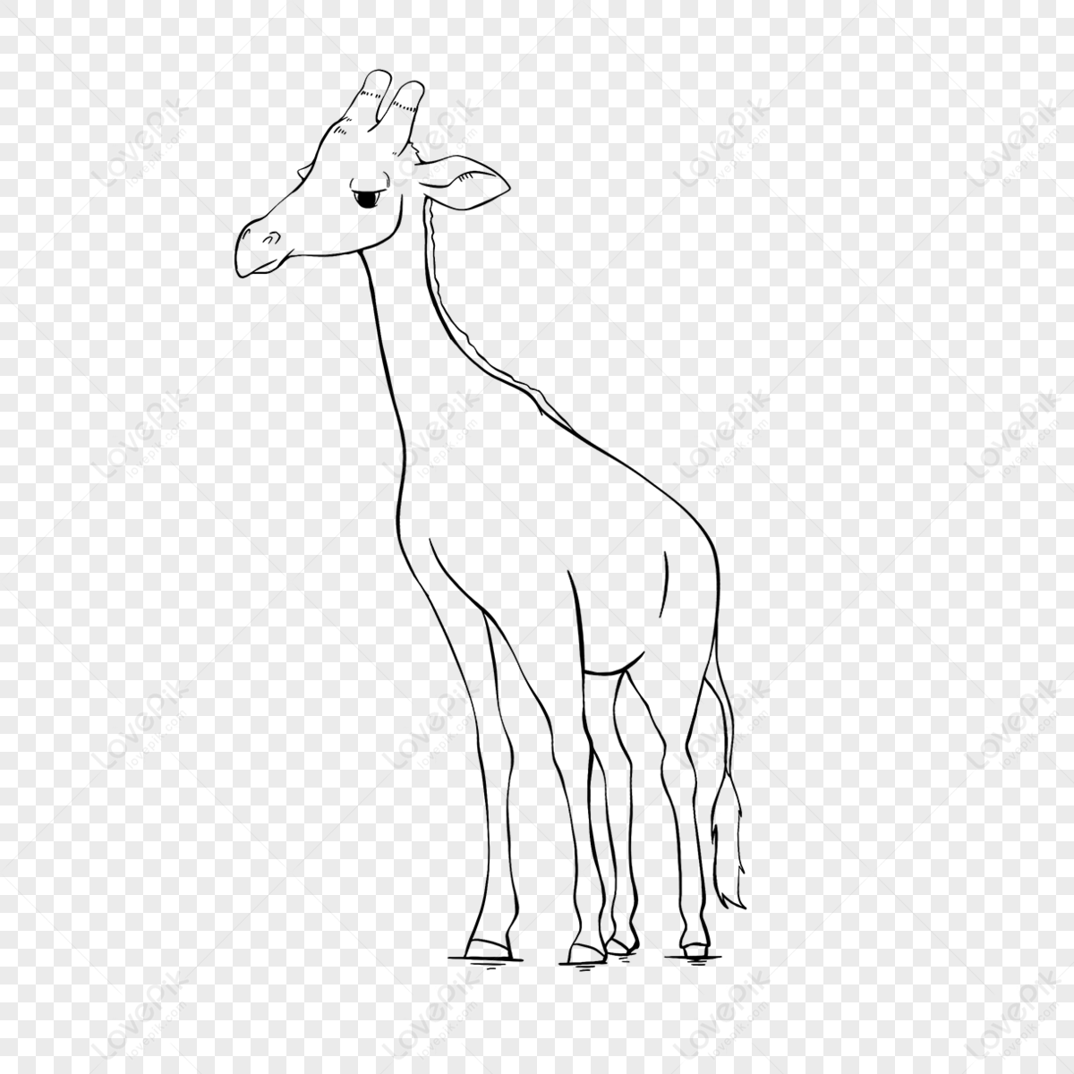 Giraffe Clipart Black And White Giraffe Lineart Giraf - vrogue.co