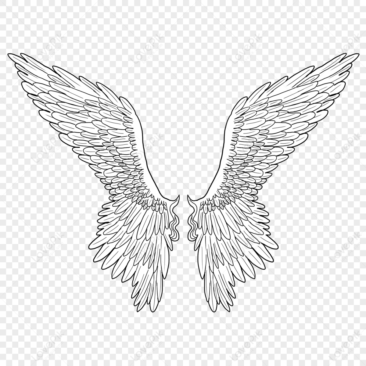 Fully Extended Wings,flying Wings,stretch Wings,feather Png Transparent 