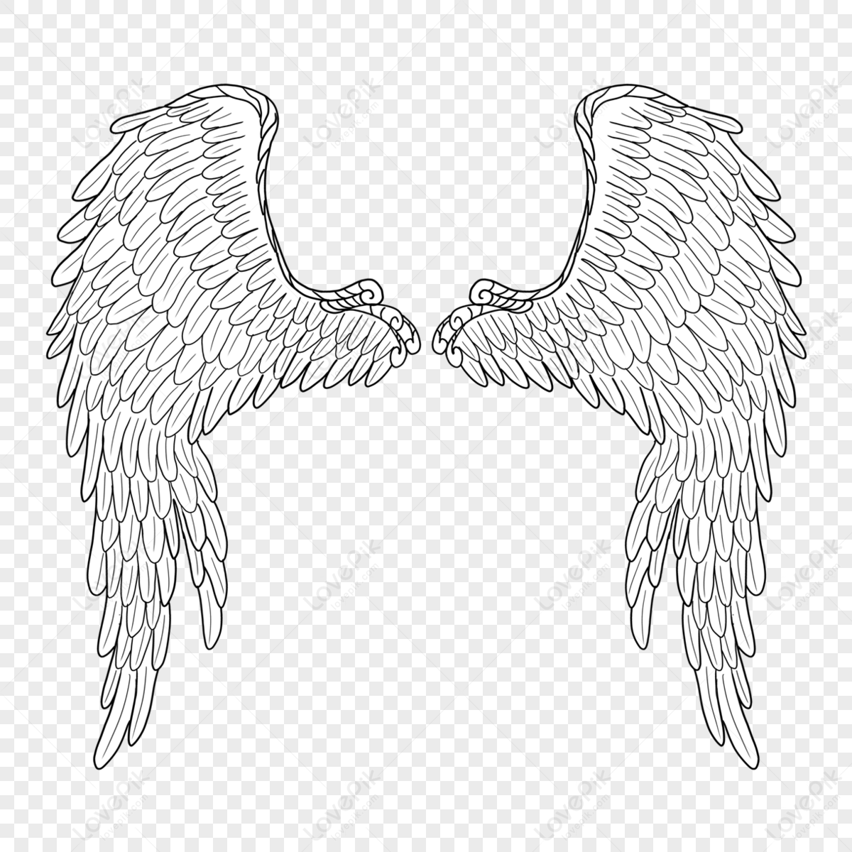 Slightly Spread Wings,feather Wings,feather,stretch Wings Png 