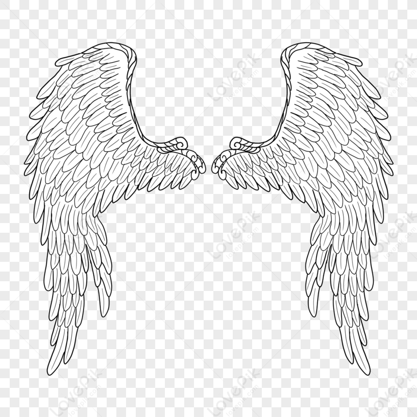 Slightly Spread Wings,feather Wings,feather,stretch Wings PNG ...