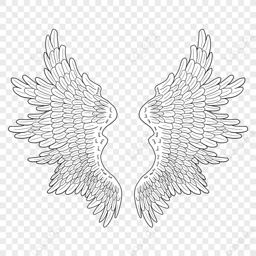 Unfolded Wings Wing Decoration,stretch Wings,wing Drawing,unfolding ...