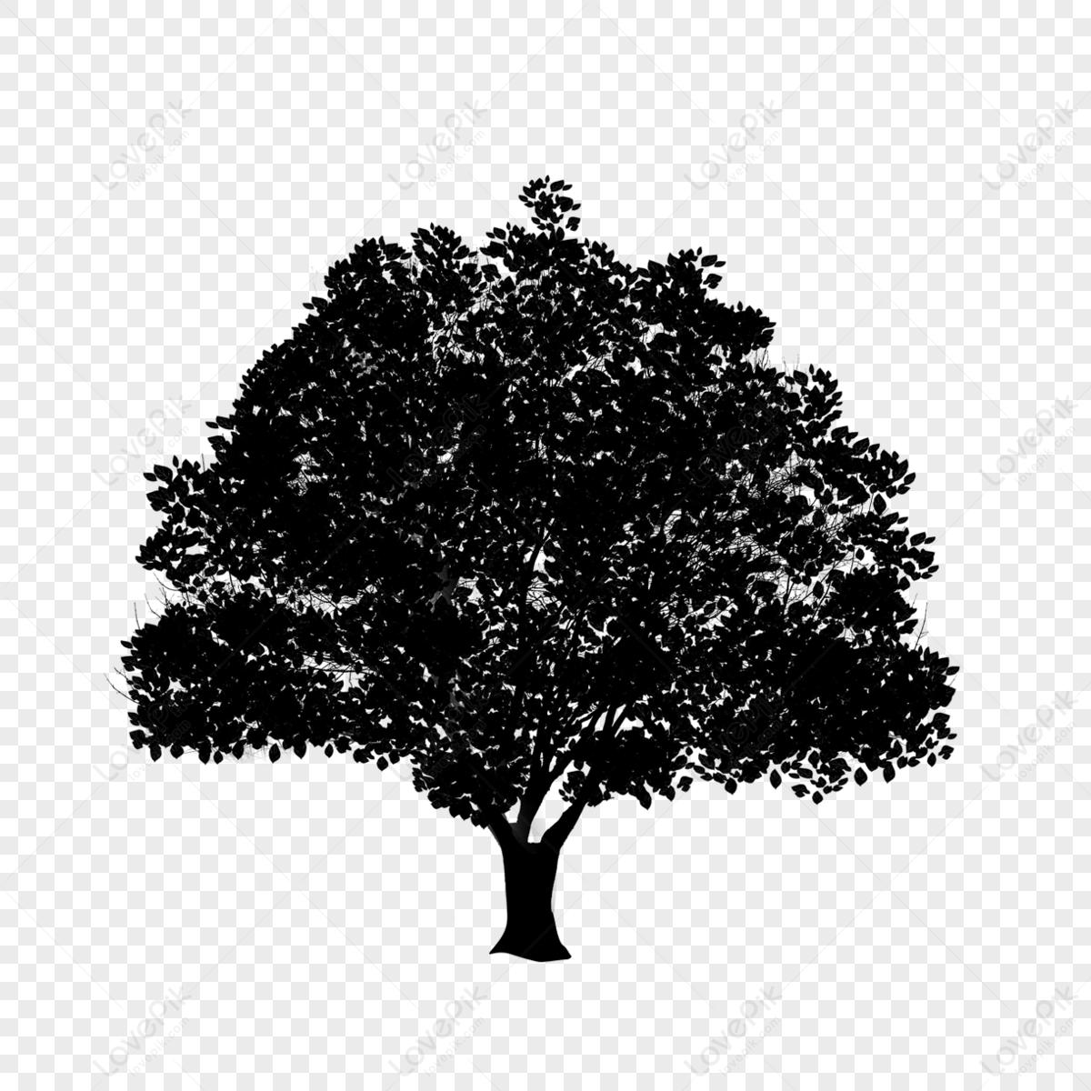 Leafy black and white trees silhouettes,populus deltoides,poplar png transparent background
