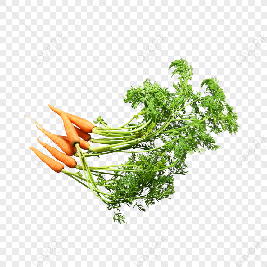 Zuppa Di Carote Fresche, Agricolo, Verdura, Ritaglio Immagine PNG e clipart  per il download gratuito