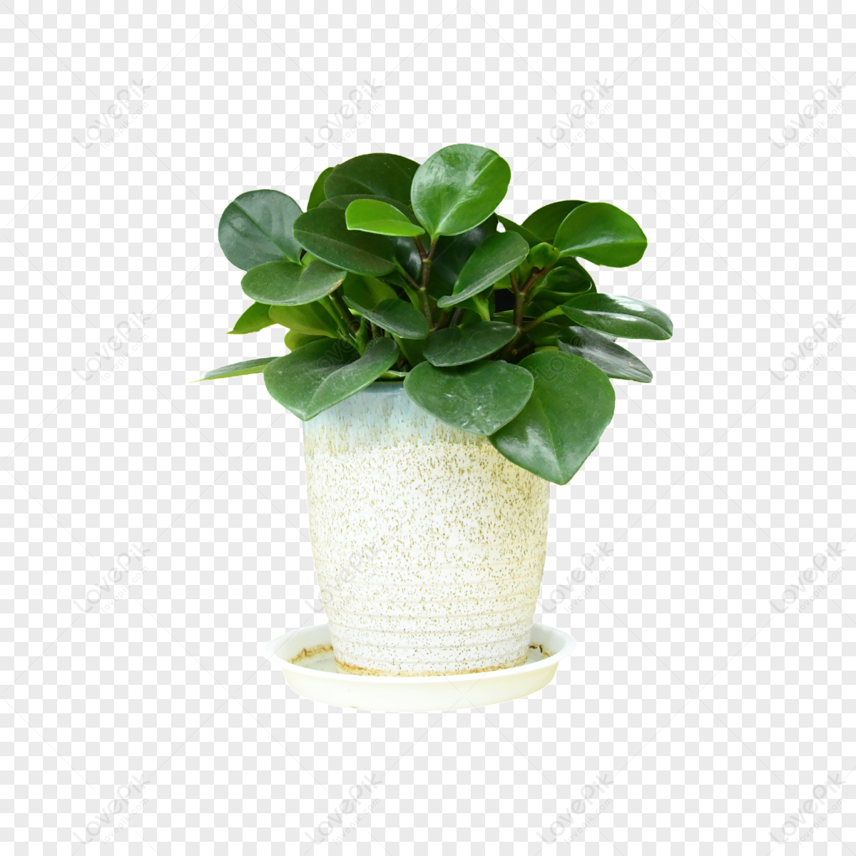 watercress-road-png-images-with-transparent-background-free-download