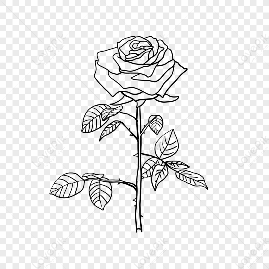 A Beautiful Rose Black And White Line Plant Flower Rose Clipart Black ...