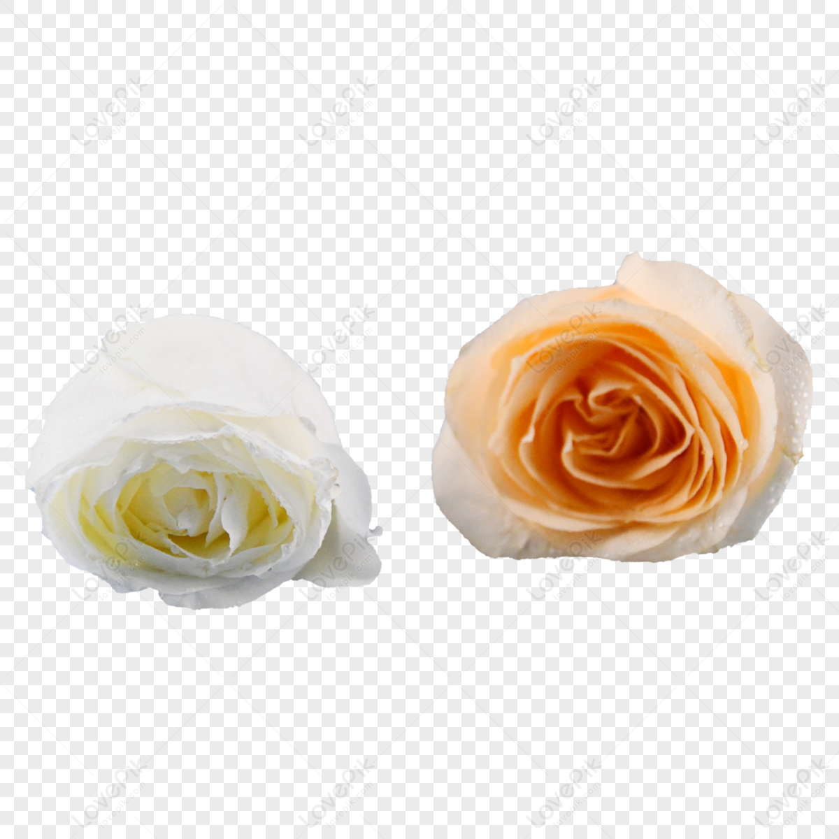 Elegant Flowers Roses,plant,white Rose,bouquet PNG Hd Transparent Image ...