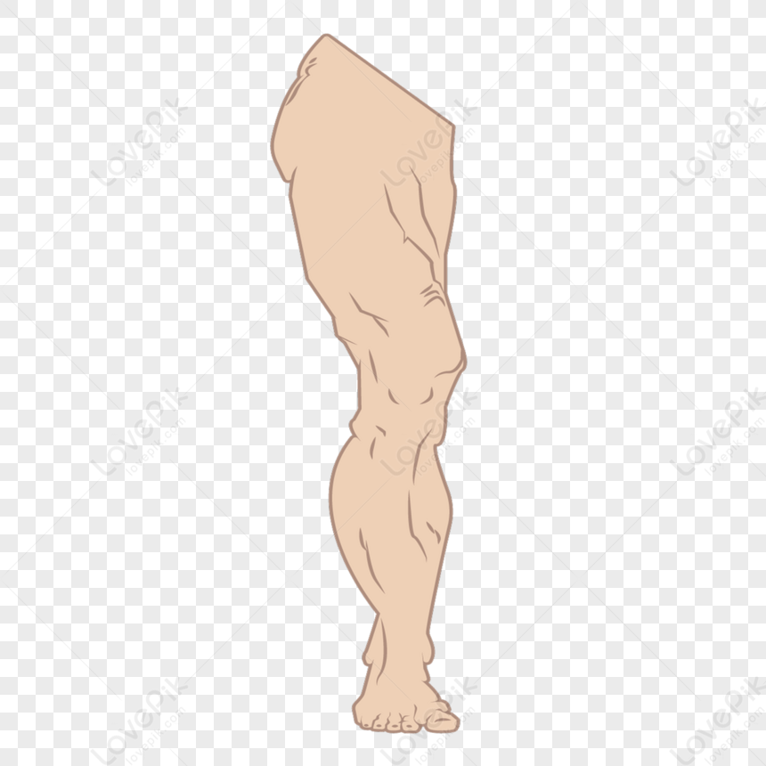 Flesh-colored Muscle Right Leg Straight Leg Clipart,leg Muscles,legs ...