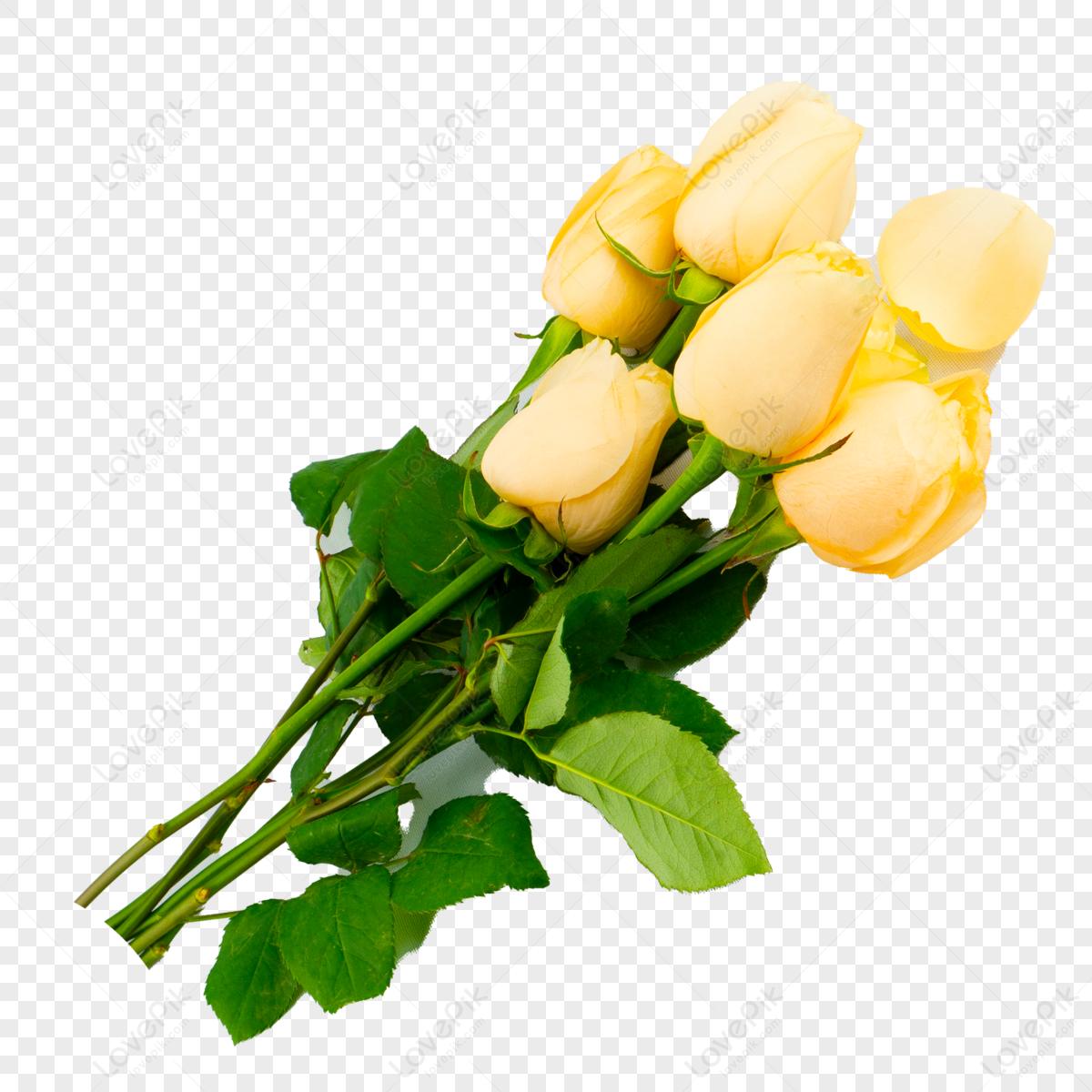 Champagne Flower PNG Images With Transparent Background