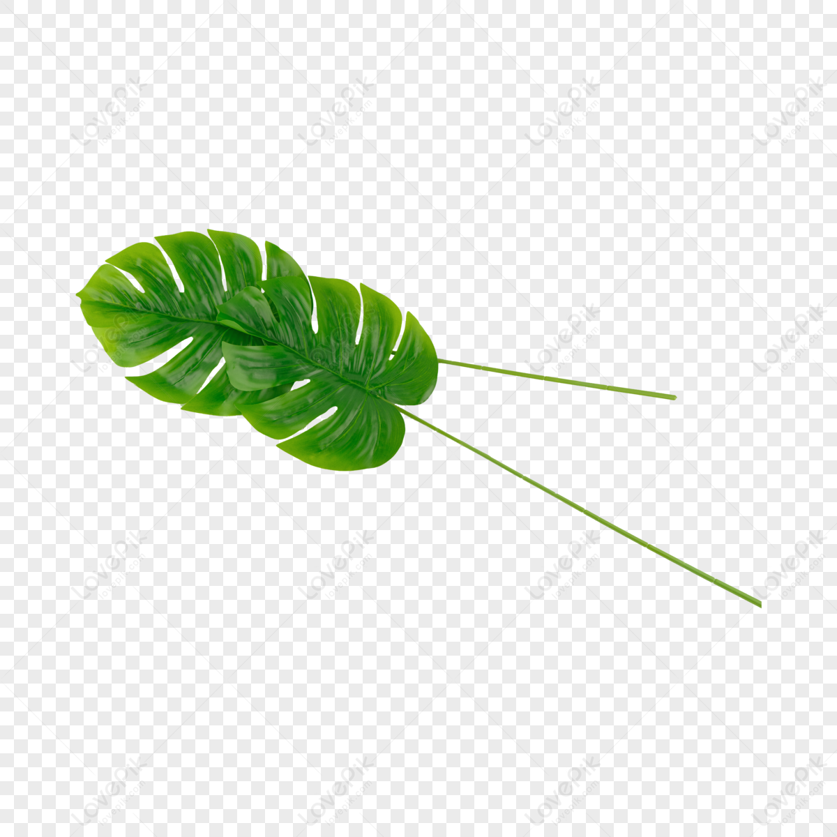 Tree Fern PNG Images With Transparent Background | Free Download On Lovepik