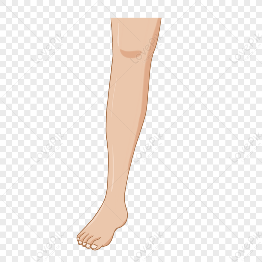 Illustrator Beautiful Legs Clipart,limbs,limb,beautiful Illustrations ...