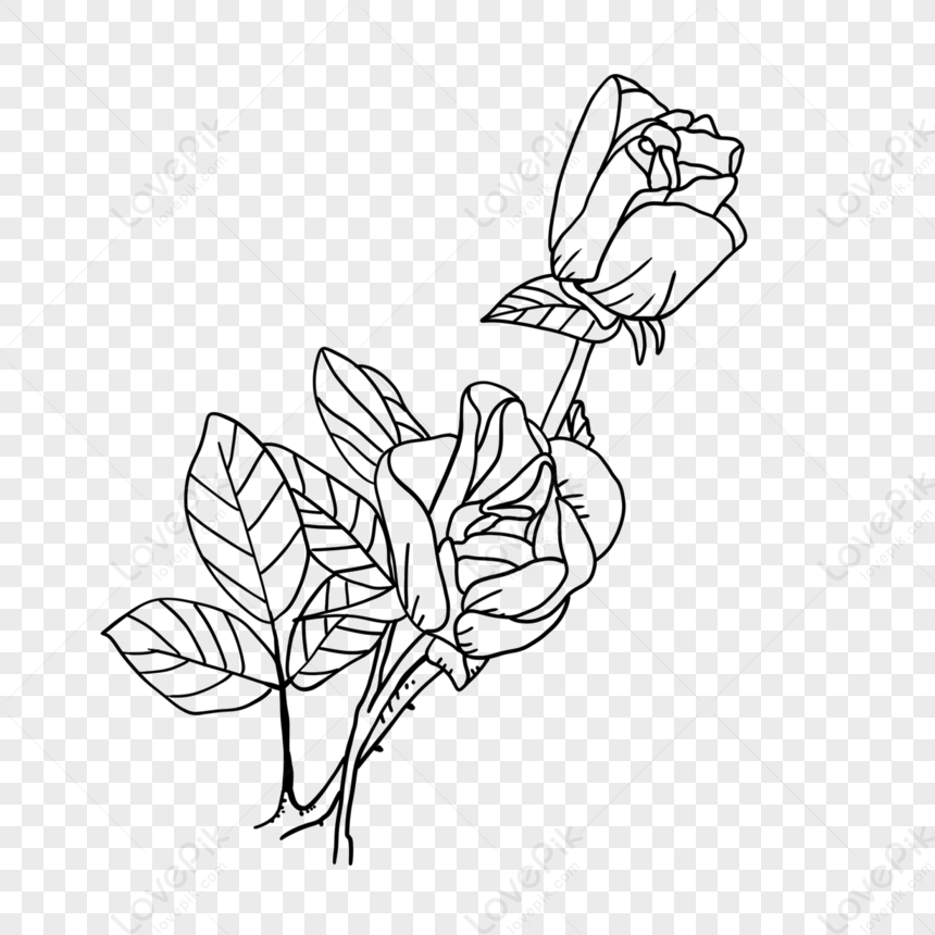 Leaves Beautiful Flower Buds Two Line Roses Rose Clipart Black And ...