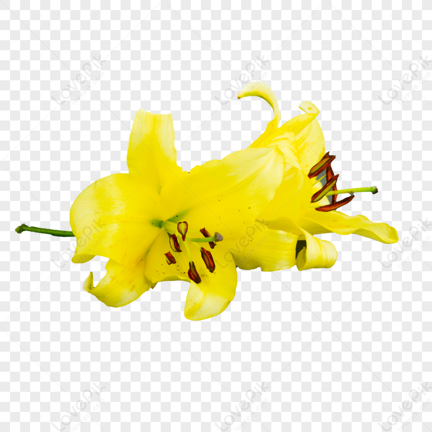 Lily Flower,aroma,flower Fresh,pistacia Chinensis PNG Picture And ...