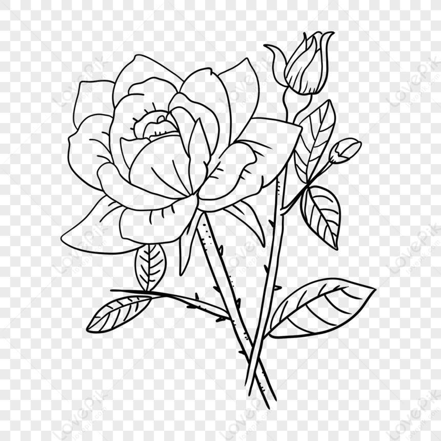 Plant Lineart Rose Flower Rose Clipart Black And White, Flower Drawing, Rose  Drawing, Plant Drawing PNG Transparent Clipart Image and PSD File for Free  Download