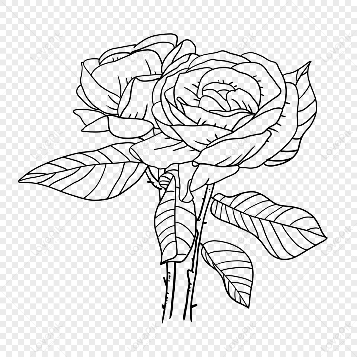 Hand Drawn Rose with Leaves Stock Illustration - Illustration of beautiful,  background: 141483411 | Flower drawing, Roses drawing, Beautiful flower  drawings