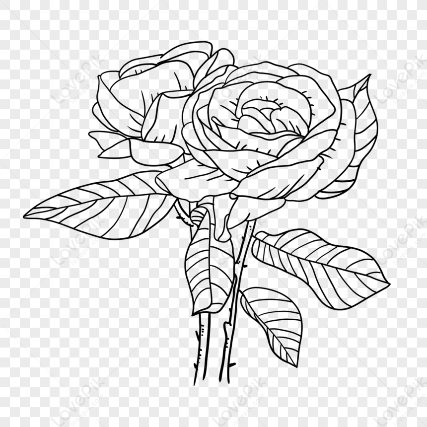 Rose Clipart Black And White,beauty,beautiful,line Draft PNG Hd ...