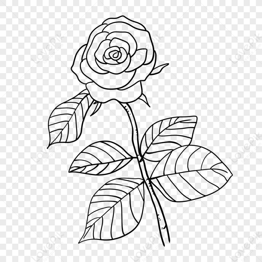 Rose Clipart Black And White,flowers,rose Sketch,white Roses PNG ...