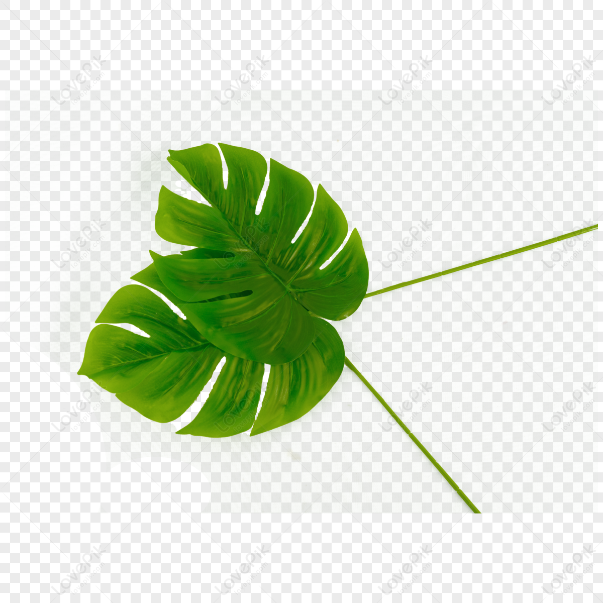 Green Tender Leaves PNG Images With Transparent Background | Free ...