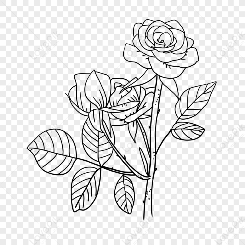 Two Leafy Roses Line Rose Clipart Black And White,bloom,sketched Roses ...