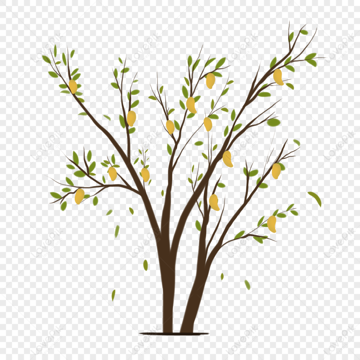 Branches Mango Tree Clip Art,mango Trees,illustration Mango Tree,fruit ...