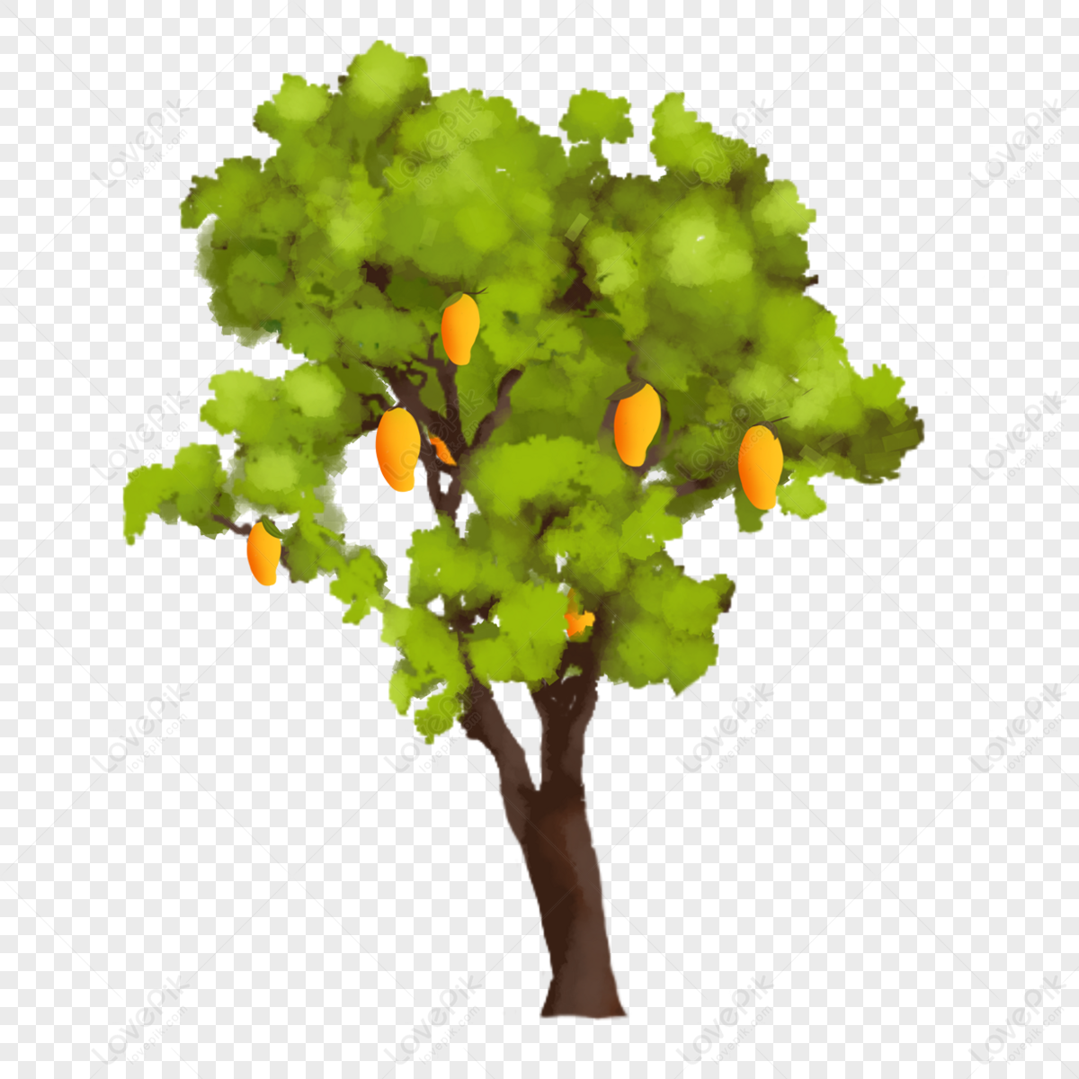 Yellow mango tree isolated on white background | Tree drawing, Fruits  drawing, Tree painting