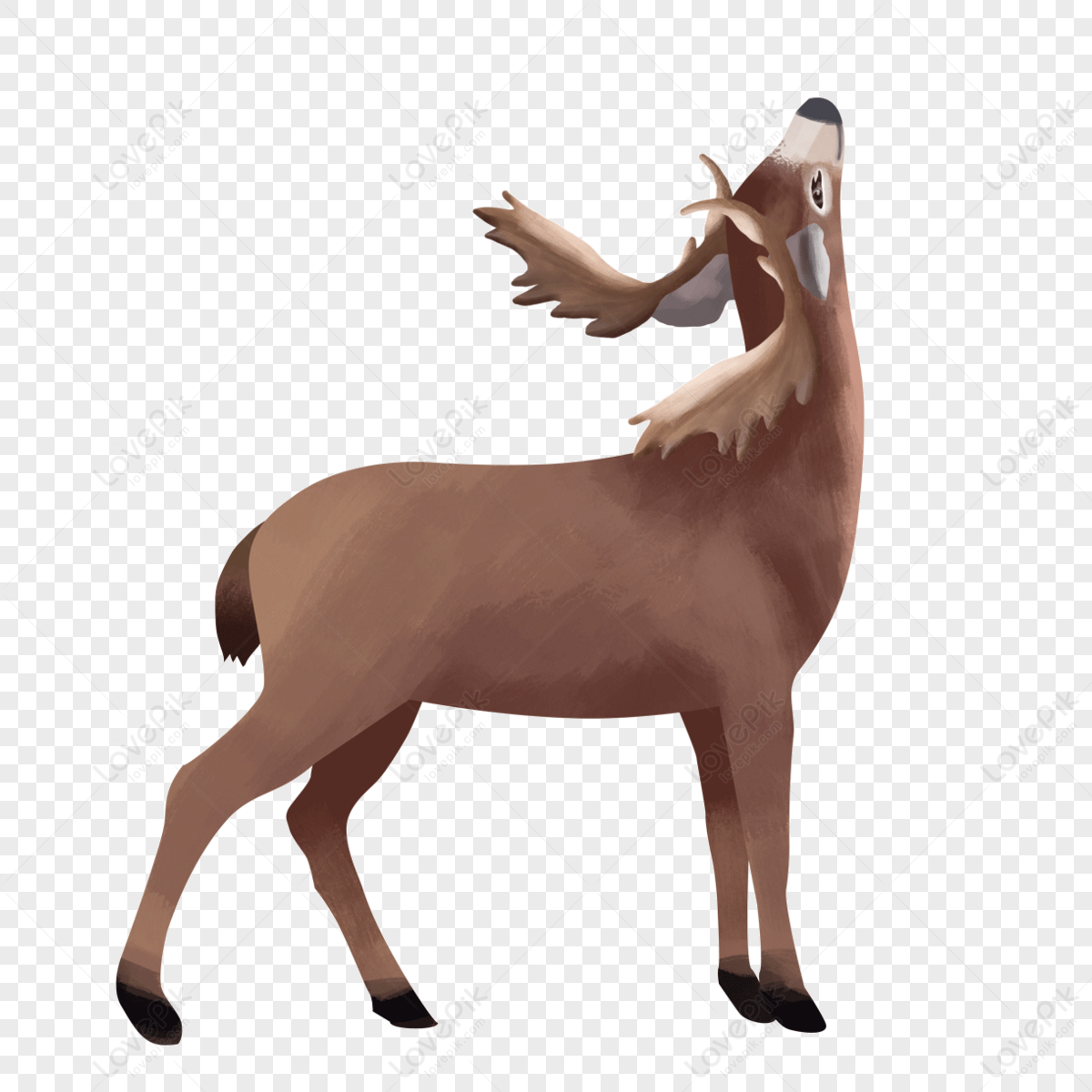 Looking up standing howling wild animal elk clipart,wild animals,brown png image free download