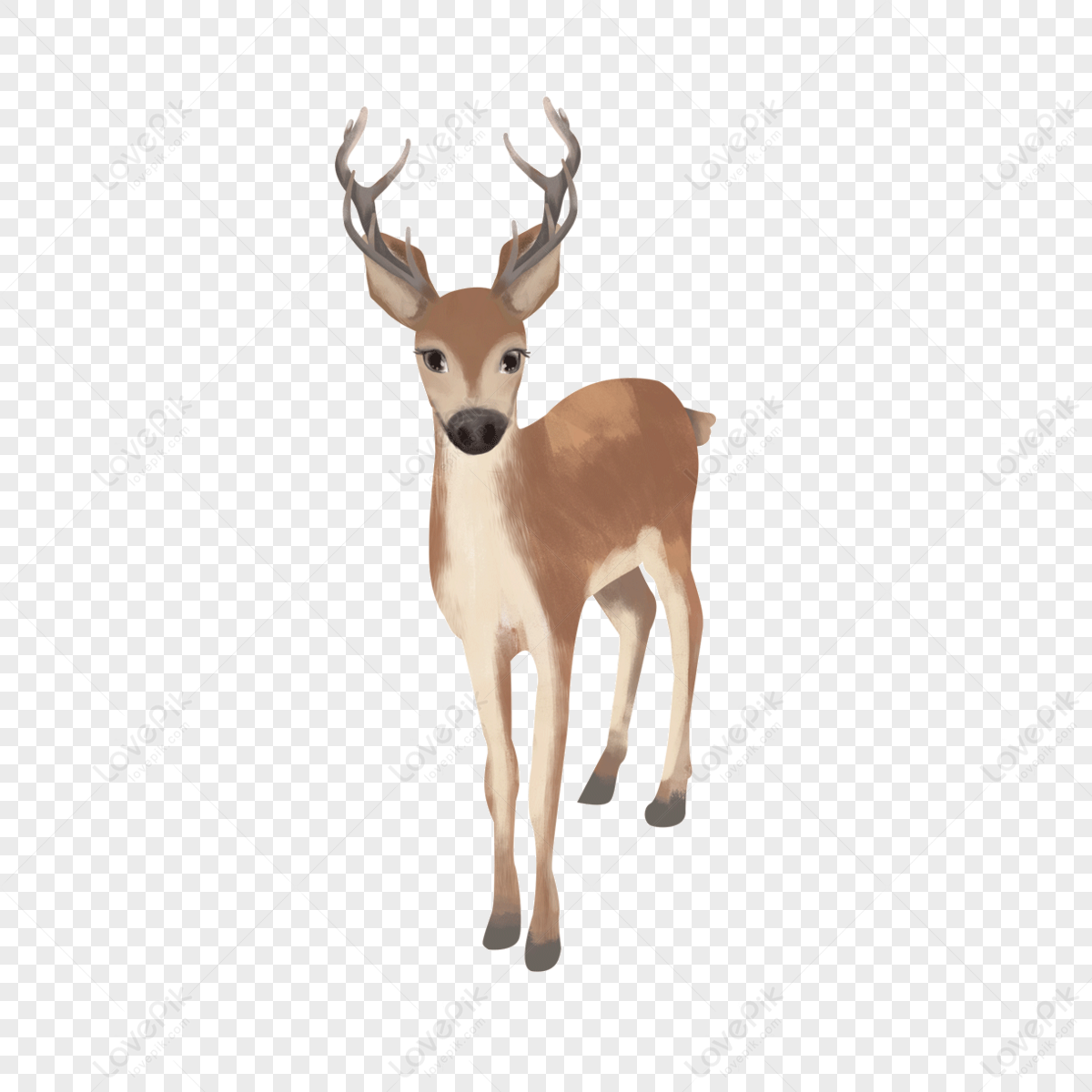 Standing frontal small animal mammal elk clipart,antlers,deer png transparent background