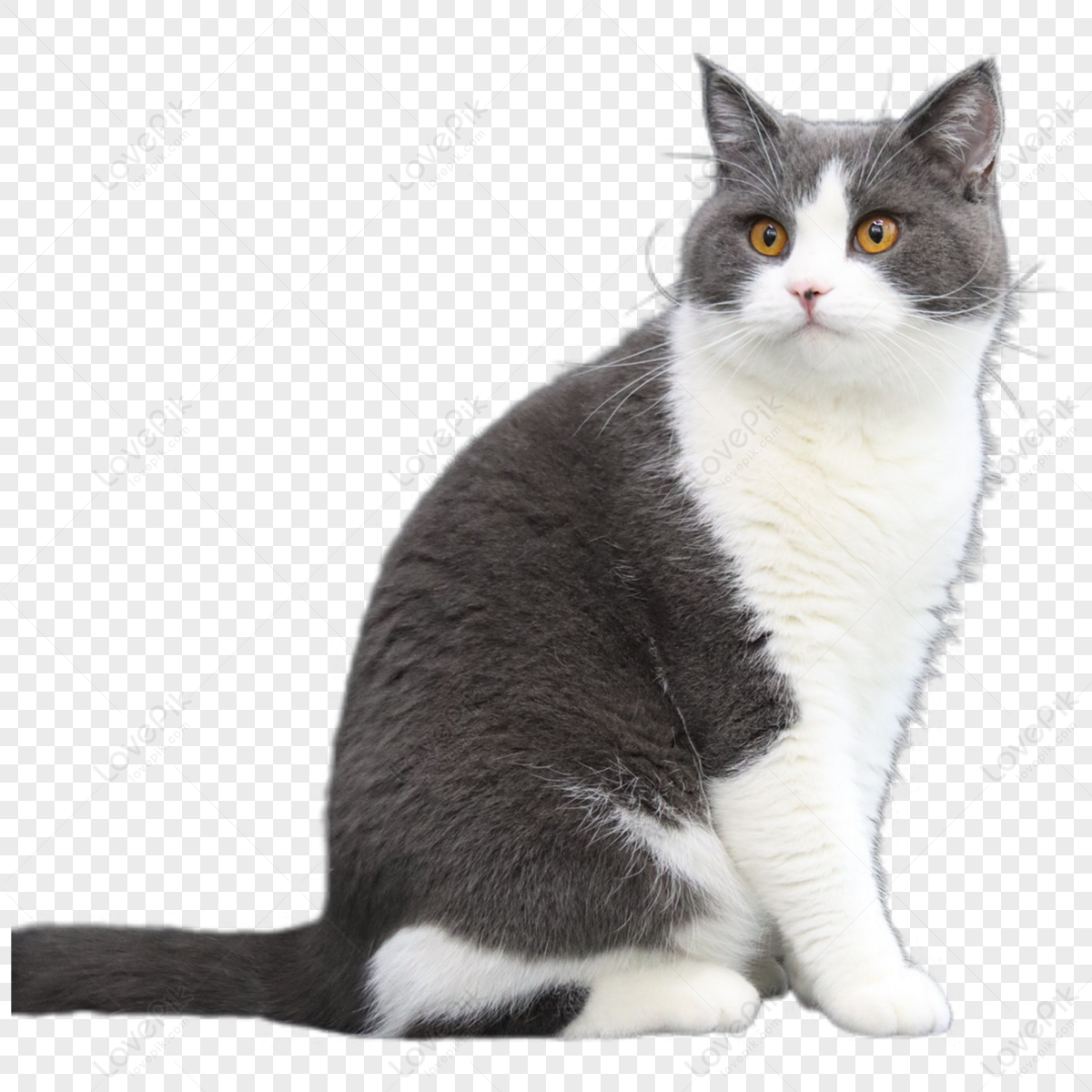 british cat isolated on white background. Cute cat PNG transparent