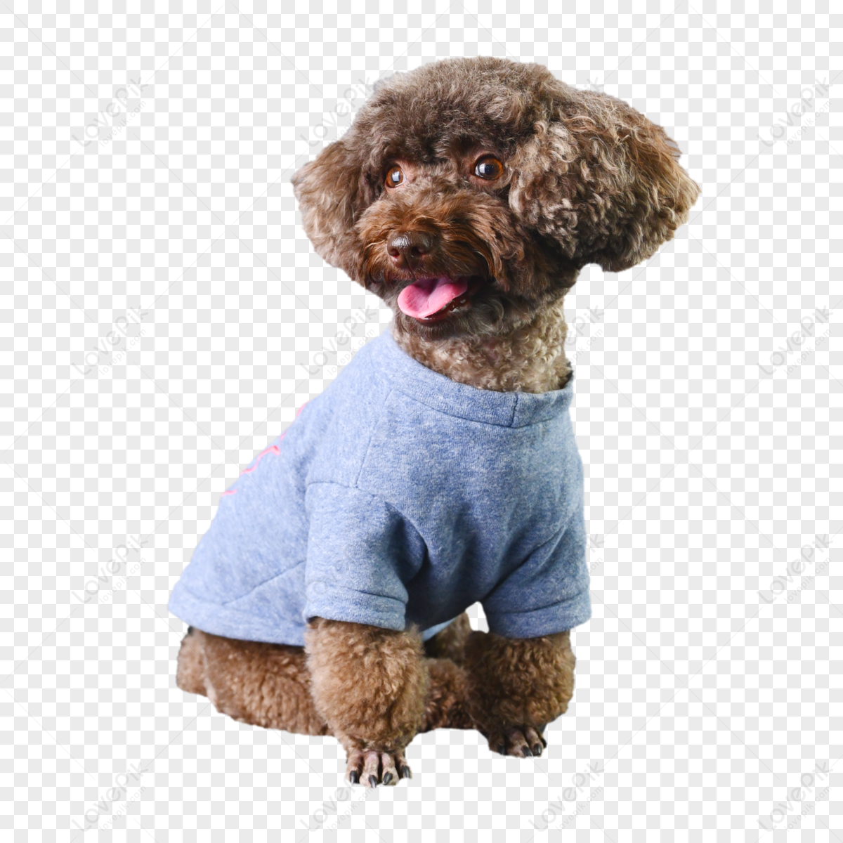 Small Dog PNG Images With Transparent Background | Free Download On Lovepik