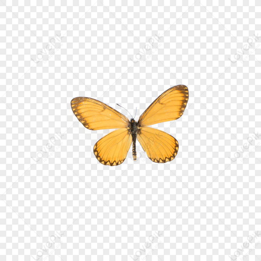 Télécharger Papillon jaune et violet - Photographie de nature PNG