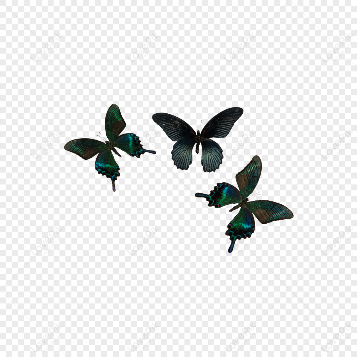 blue <b>black</b> <b>butterfly</b> flying wings,flight,animal,feather png image. blue <b>bla...</b>