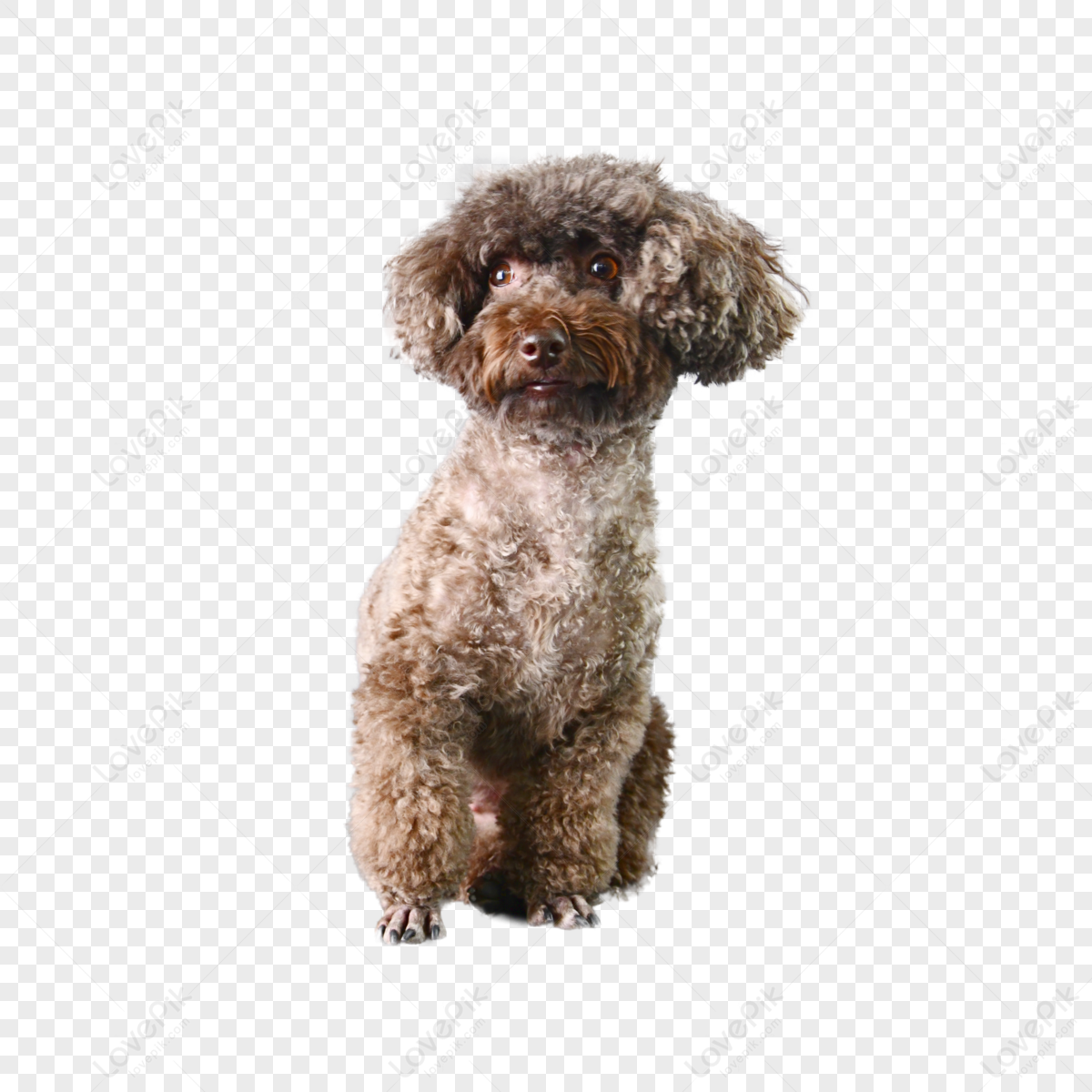 Dog Stretching PNG Images With Transparent Background | Free Download ...