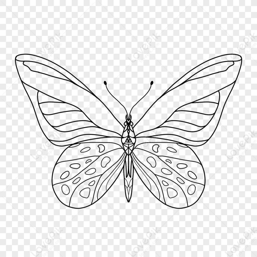 Photo de Clipart Papillon Noir Et Blanc noir Et Blanc brouillon