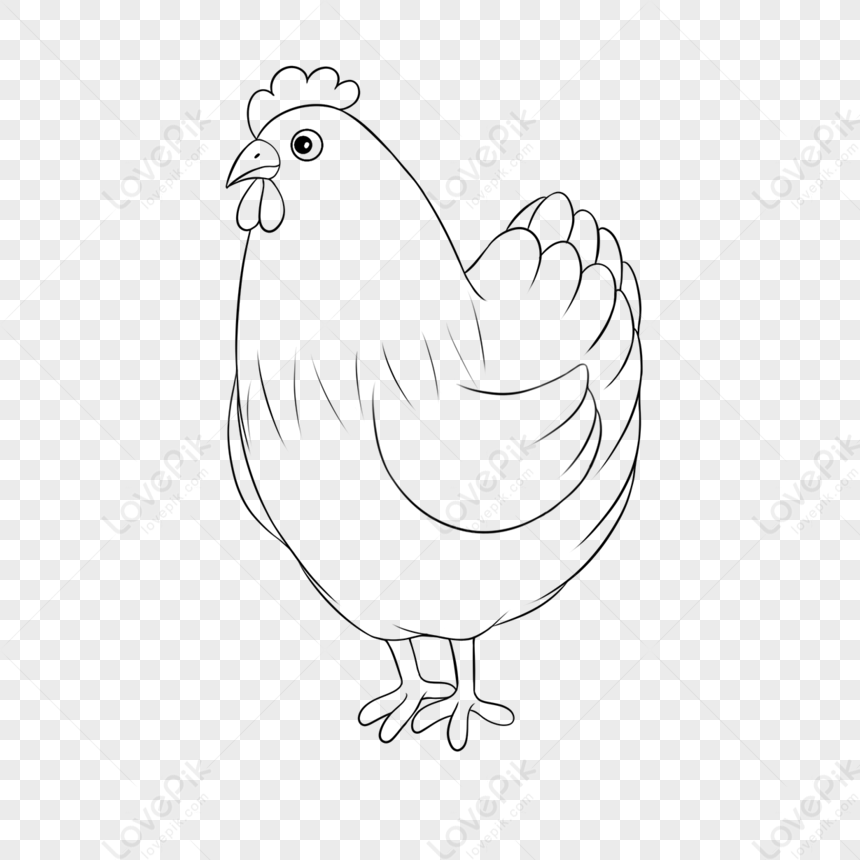 Chicken sketch. Hen and rooster drawing. Farm poultry Stock Vector Image &  Art - Alamy