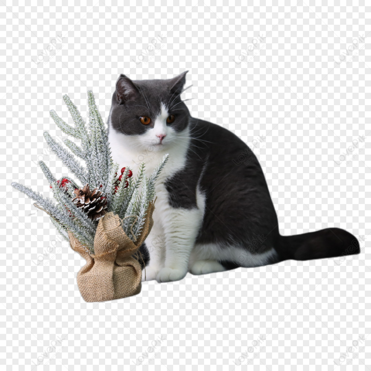 Hình ảnh Nền Hình ảnh Mèo Giáng Sinh, Hình ảnh Mèo Giáng Sinh Vector Nền Và  Tập Tin Tải về Miễn Phí | Pngtree