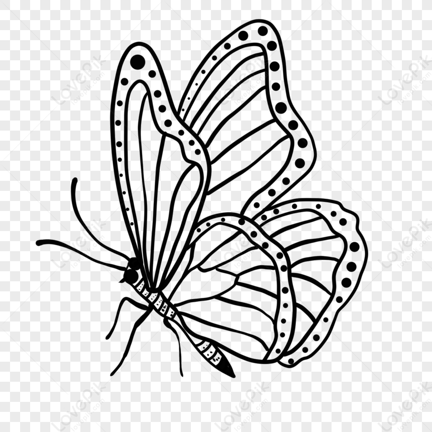 Photo de Pollinisation Papillon Ray Papillon Clipart Noir Et