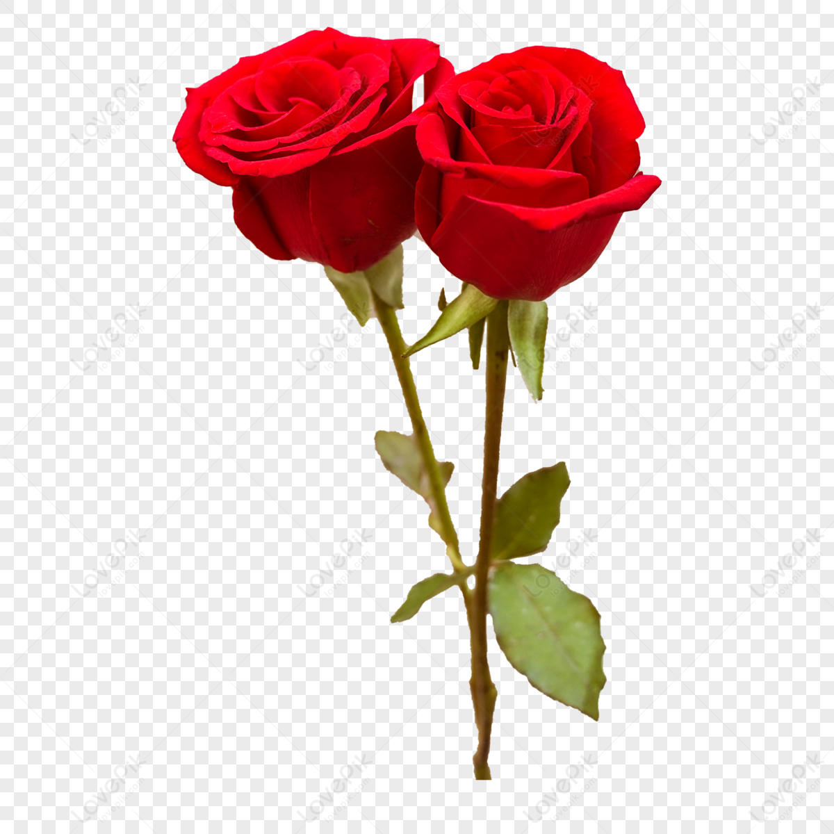 Two Beautiful Red Roses,flowers,rose Flowers,rose Flower PNG ...