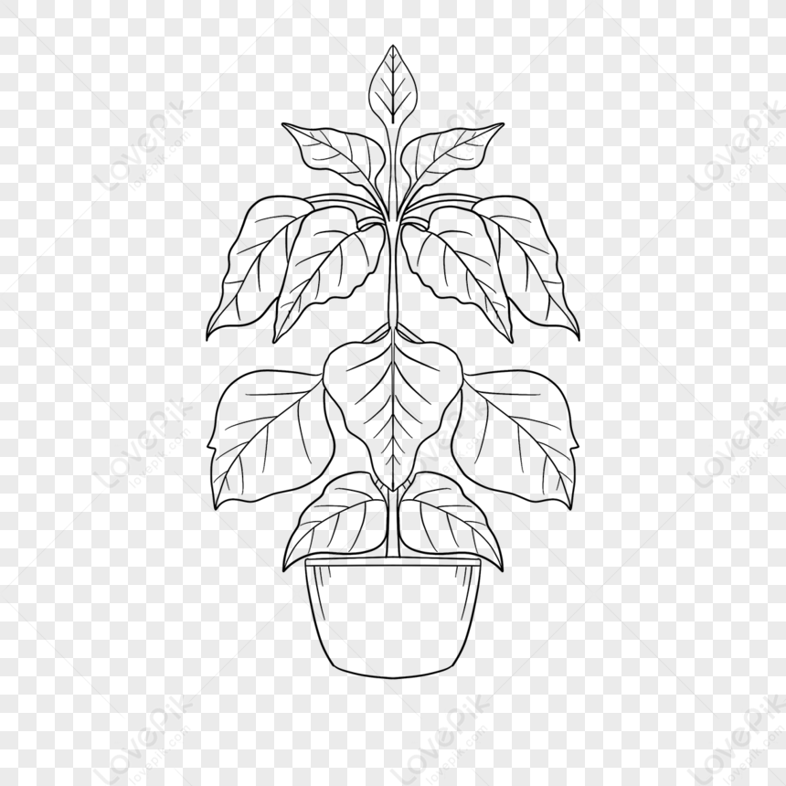 Vegetation Plant Clipart Black And White vein white Vegetable PNG