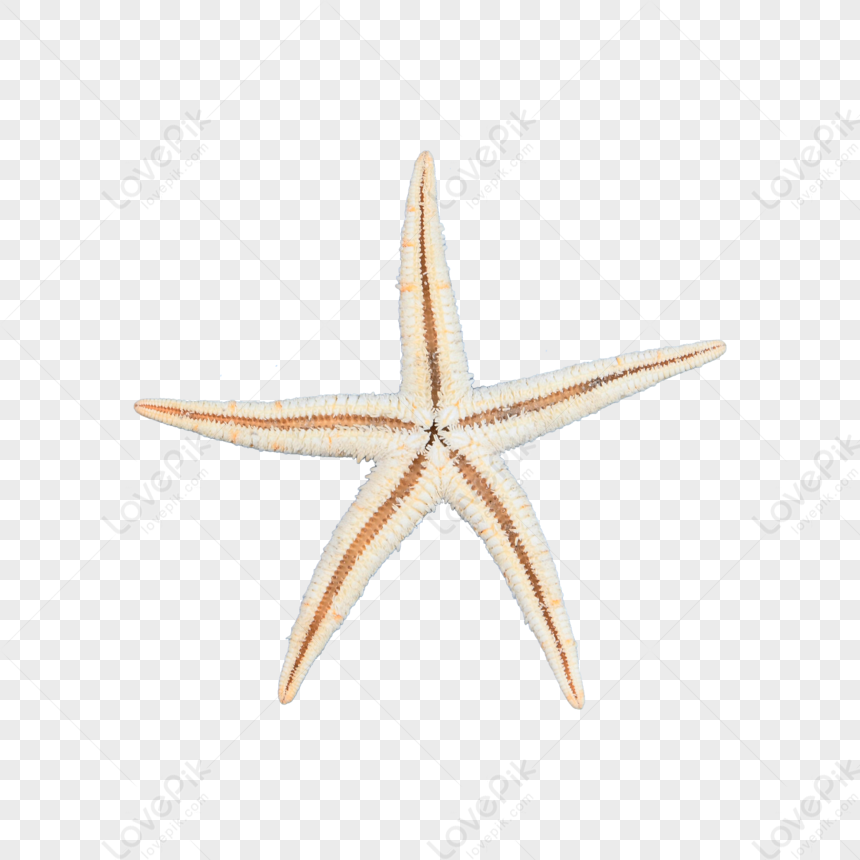 Marine Decoration Starfish, Starfish Shell, Material Object, Decoration PNG  Transparent Image and Clipart for Free Download