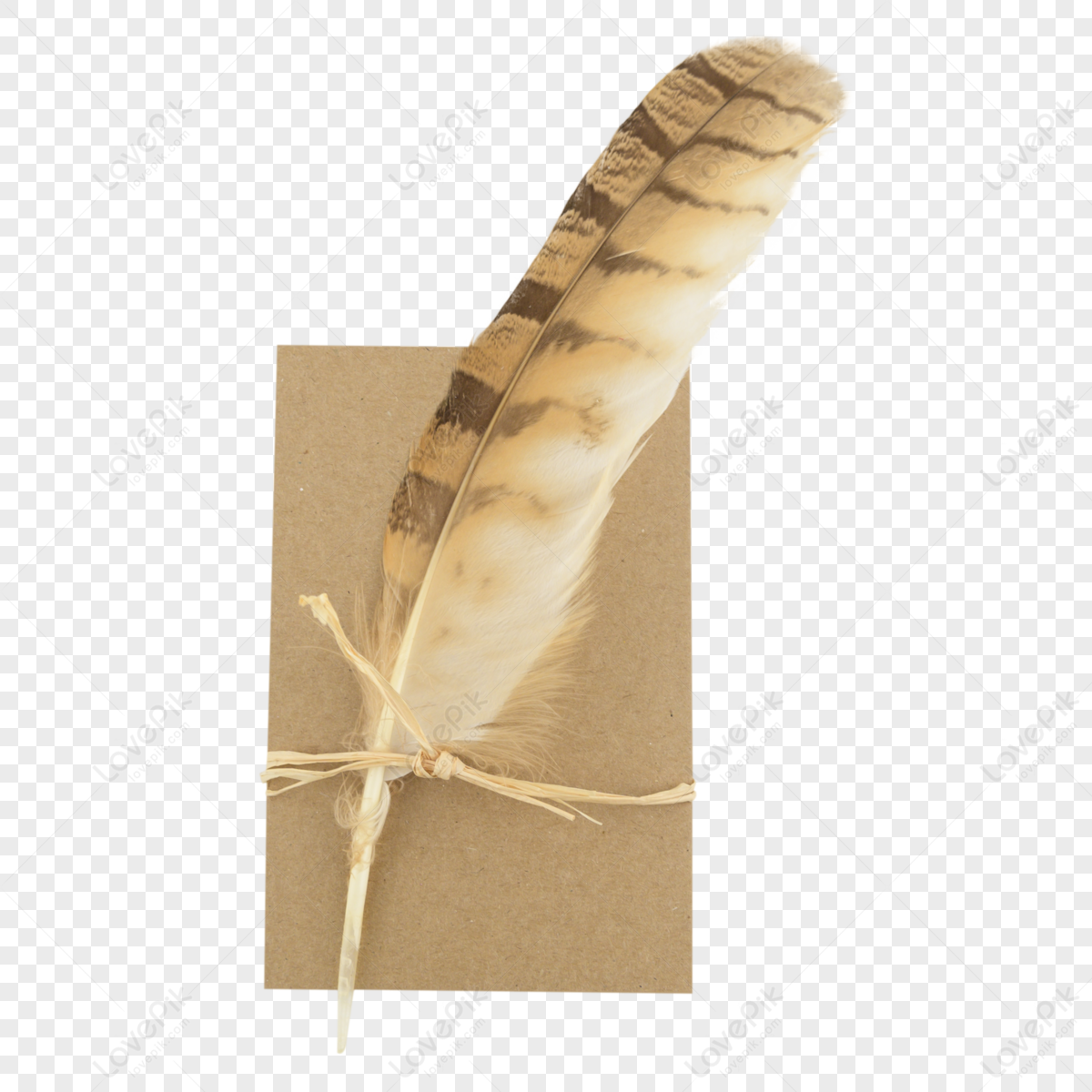 brown feather PNG transparent image download, size: 2671x8000px
