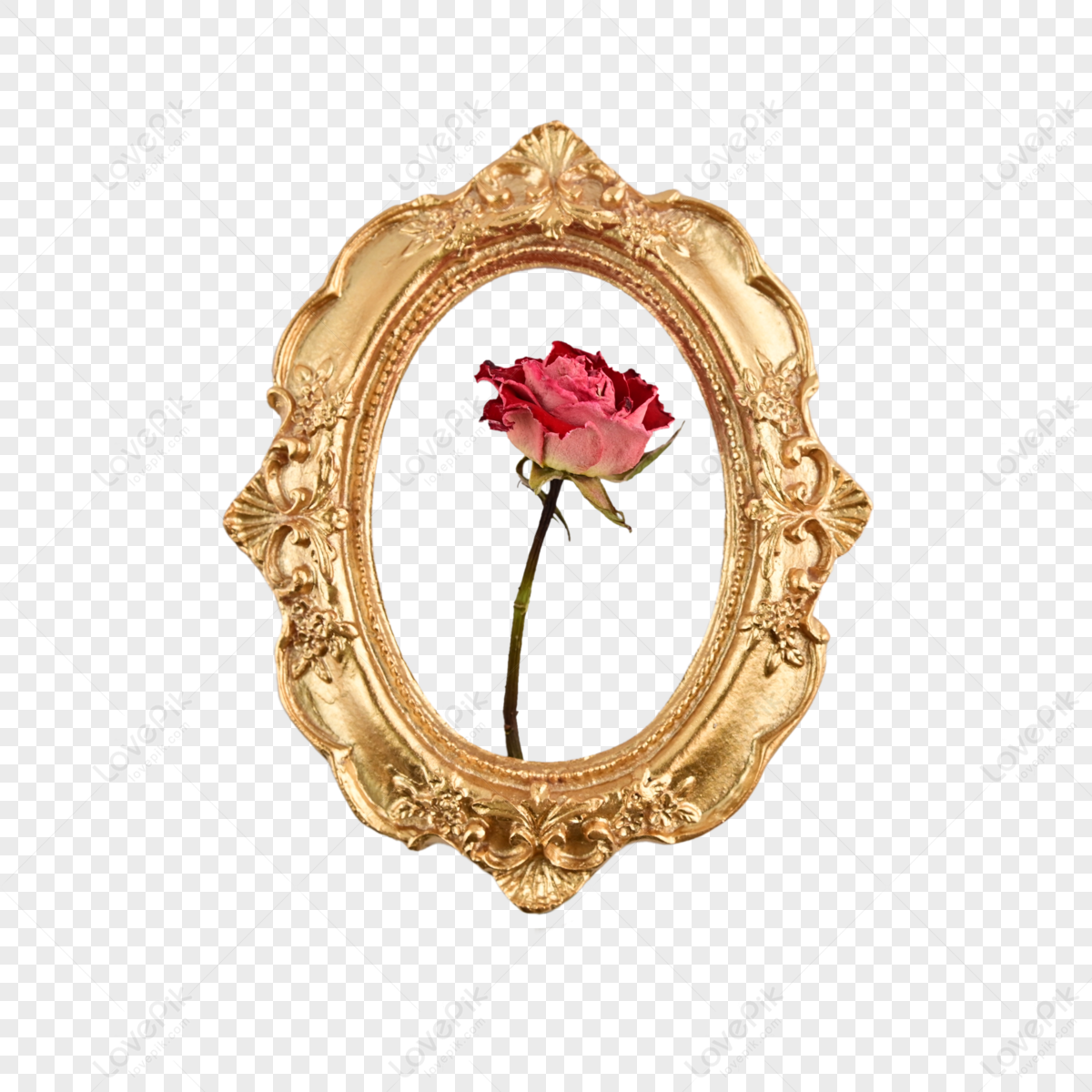 Hình nền : bông hồng, cây, Hoa hồng, hoa, Mùa xuân, Hoa hồng hồng 2250x4000  - GabrielZ07 - 1799997 - Hình nền đẹp hd - WallHere