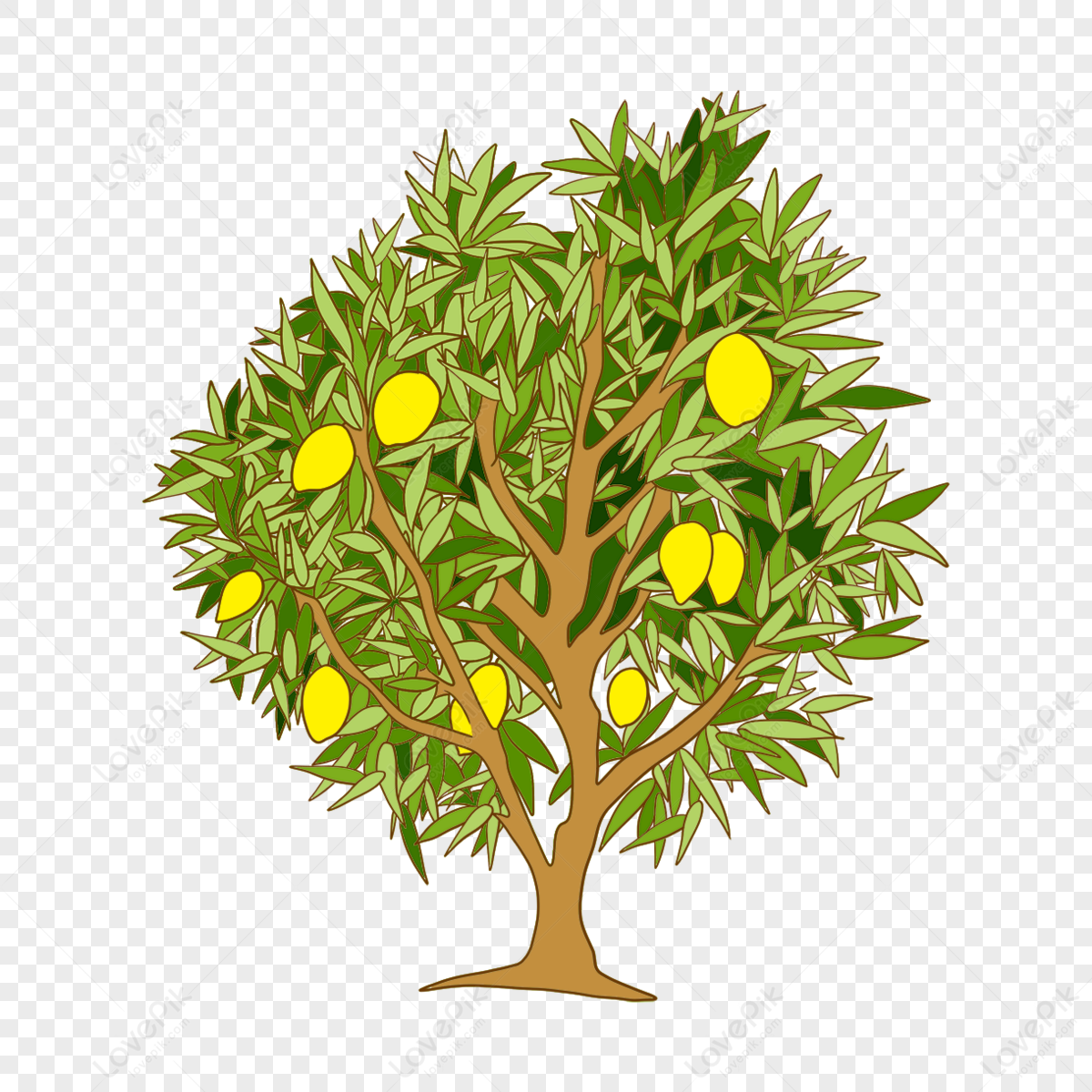 Mango clipart in botanical style | Floral illustrations, Clip art, Botanical