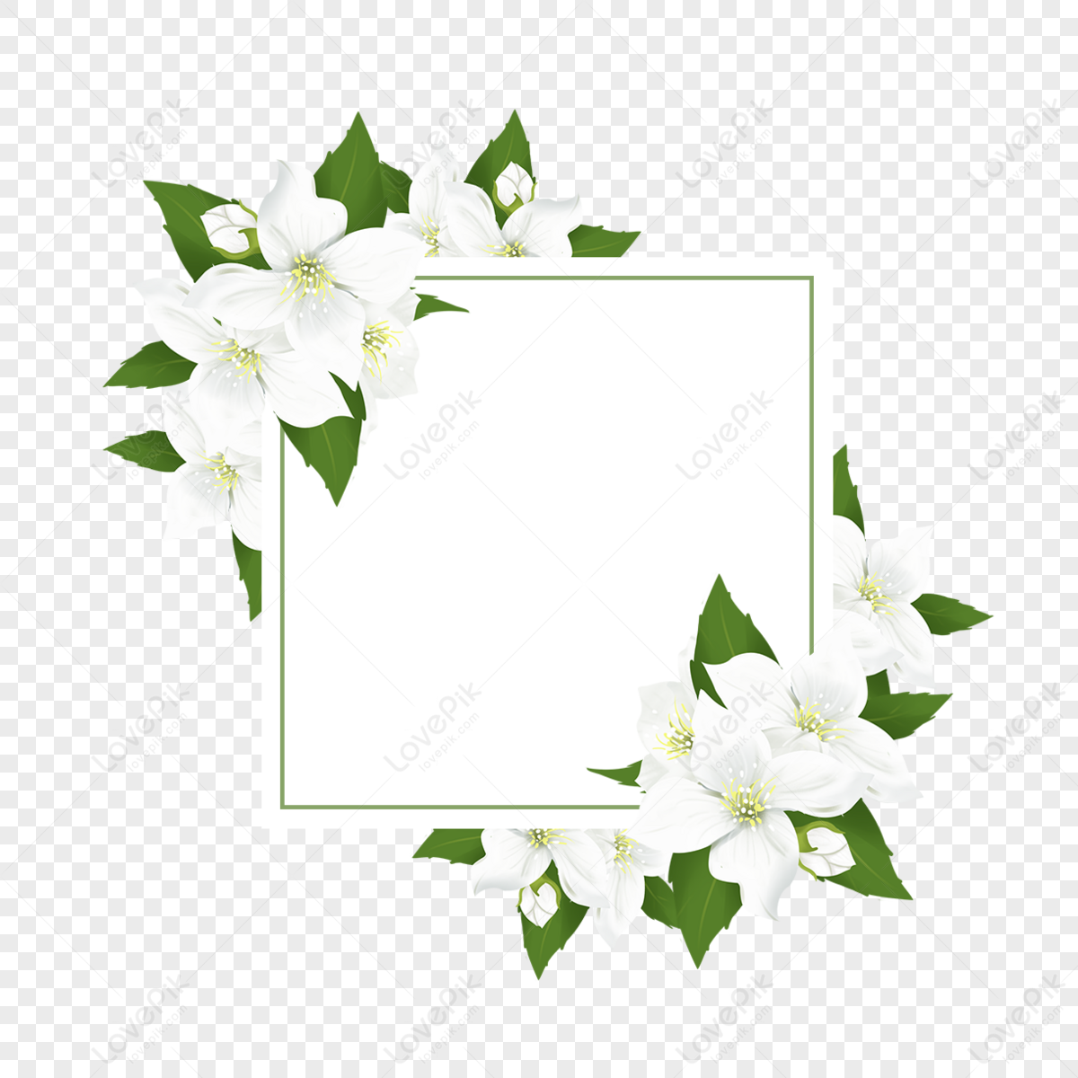 Square Jasmine Flower Border,card,floral,illustration PNG Transparent ...