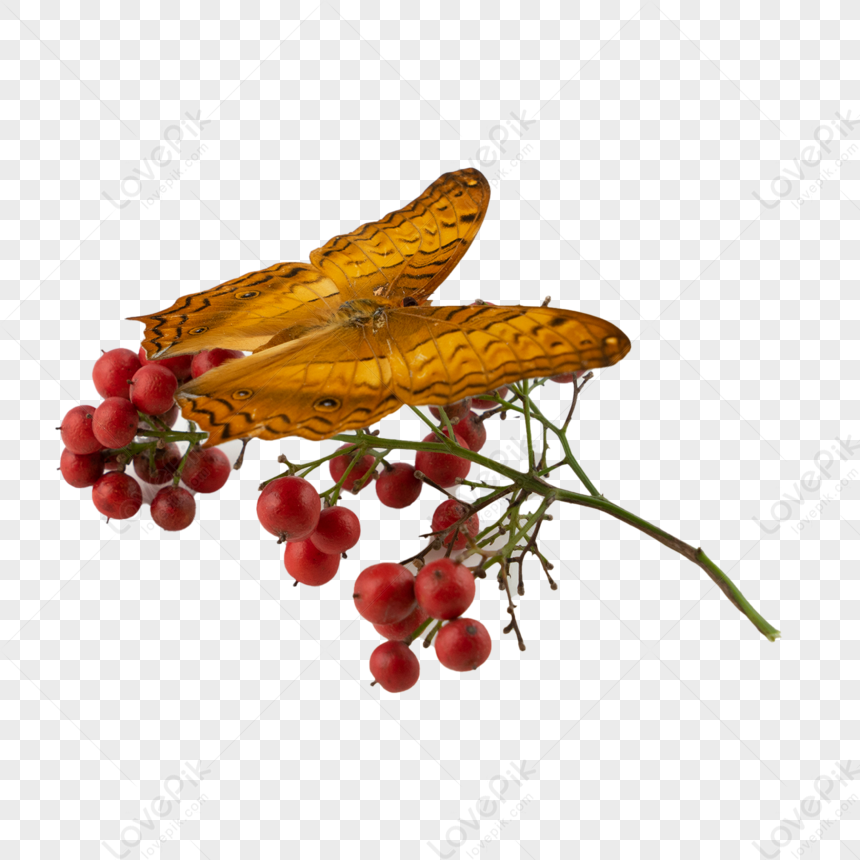 Paisaje Brillante Mariposas Voladoras PNG ,dibujos Fotografía, Especimen,  Ala PNG Imagen para Descarga Gratuita