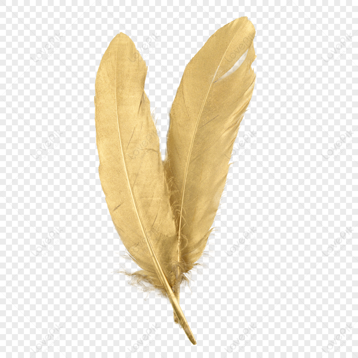 Golden Feather PNG Transparent Images Free Download, Vector Files