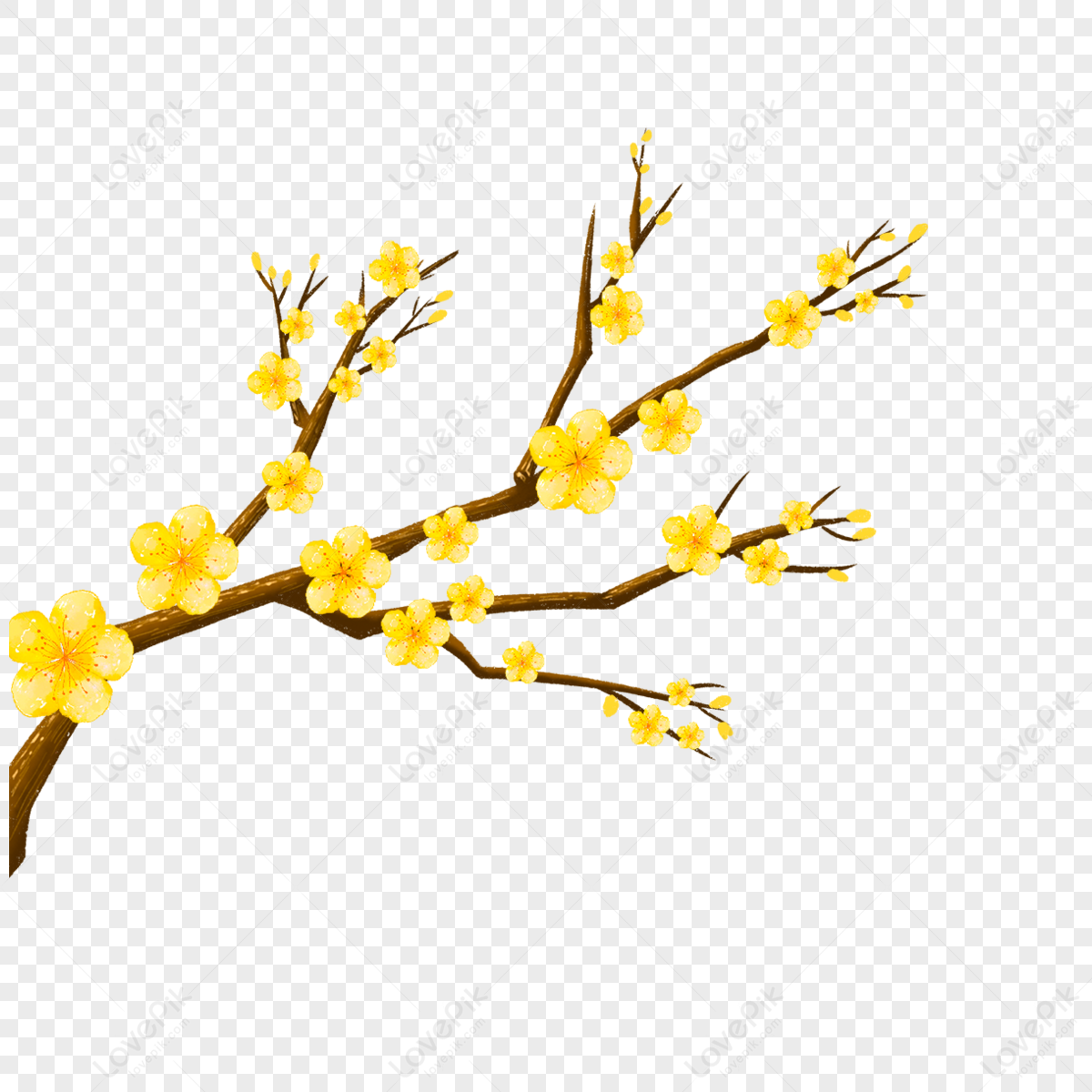 Hình ảnh Cây Hoa Mai Vàng,mái Vàng,hoa Mại,cành Cây Và Lá PNG Miễn Phí Tải  Về - Lovepik
