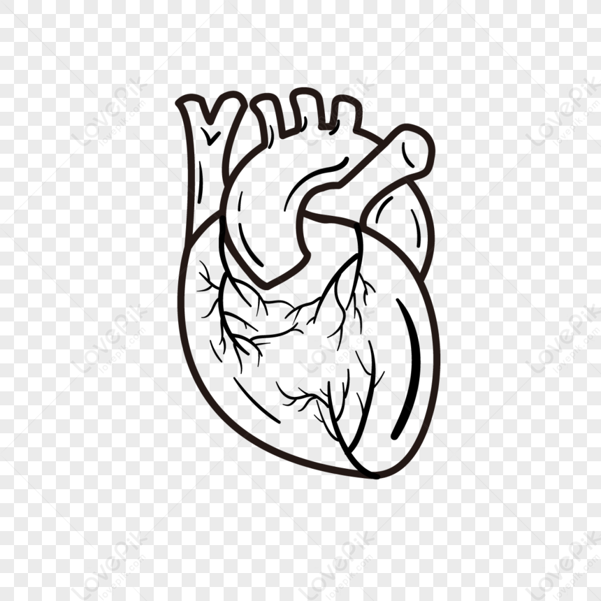 Black And White Lineart Heart Real Heart Clipart,heart Sketch,heart ...