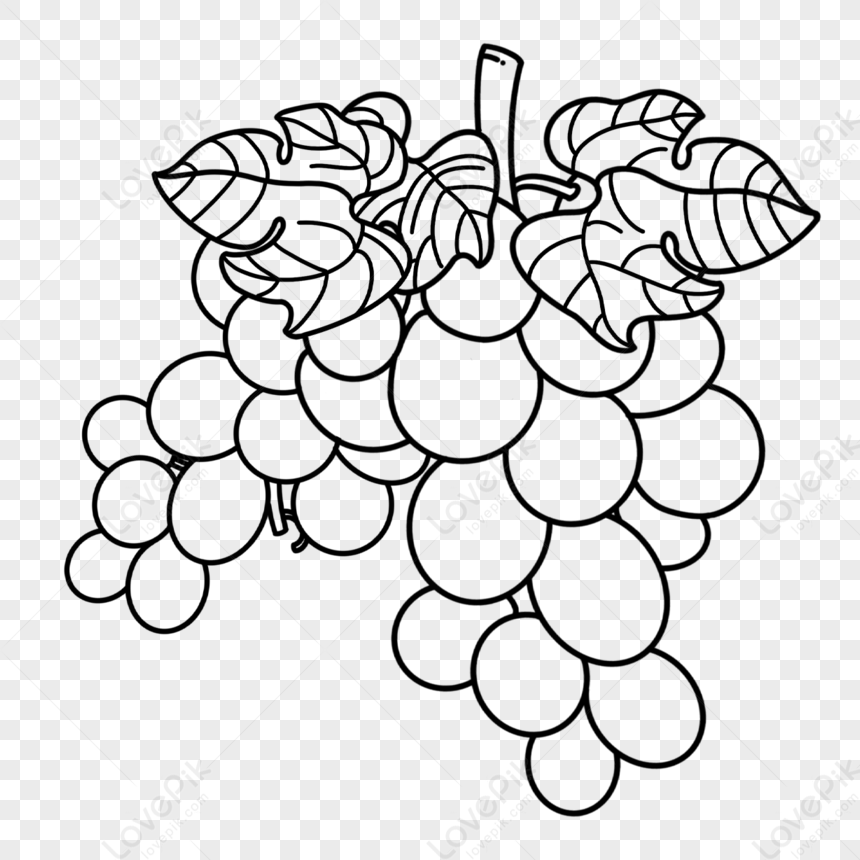 Grapes illustration Stock Vector Images - Alamy