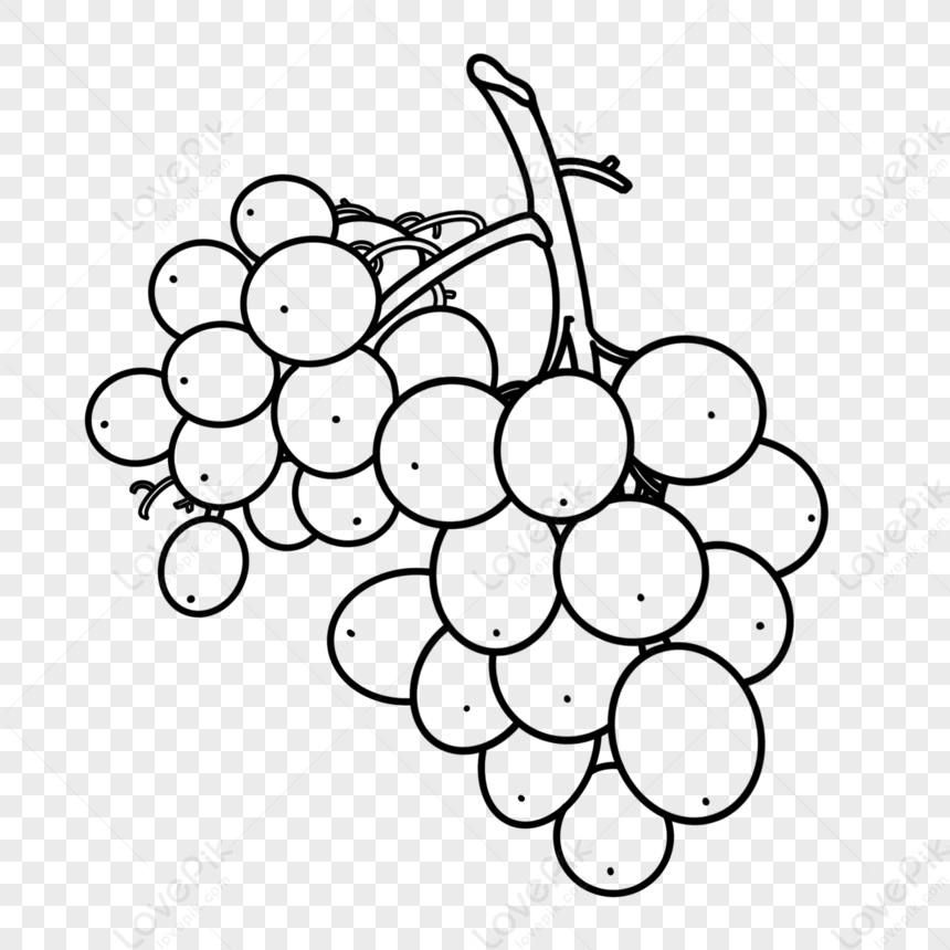 Grapes Sketch Images | Free Photos, PNG Stickers, Wallpapers & Backgrounds  - rawpixel