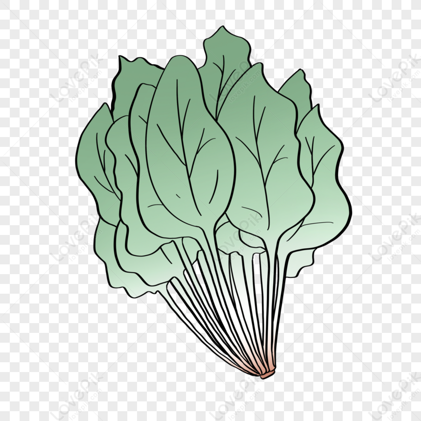 Image Details IST_35826_03625 - Hand drawn spinach. Spinach leaves drawing  on white background. Vector sketch illustration.. Hand drawn spinach.  Vector illustration.